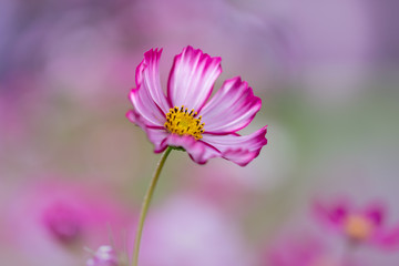 Obraz premium コスモス