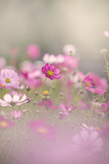 Obraz premium コスモス