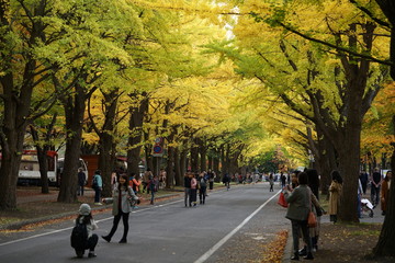 北海道大学の秋