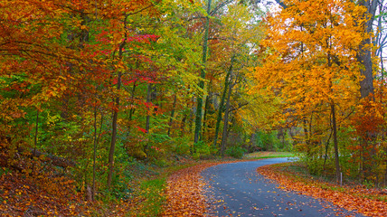 A pathwalk in in the fall forest. Deciduous trees in autumn in National Arboretum, Washington DC.