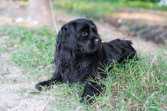 A black American water hound