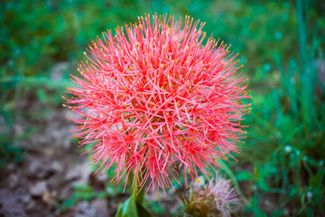 flower in garden