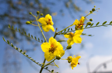 Yellow Flowers against a blue sky