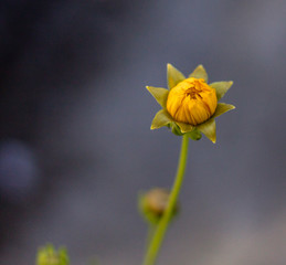 Macro shot of yellow unbloomed wild flower © Daniel