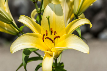 Obraz premium Spring flower in Japan