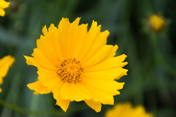 Spring flower in Japan