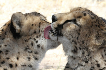 Cheetah