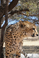 Cheetah