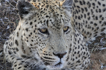 Namibian Leopard