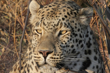 Naklejka na ściany i meble Namibian Leopard