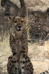 Namibian Cheetah