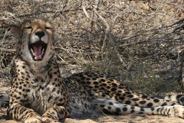 Namibian Cheetah