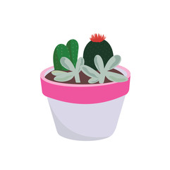 Cactus gaiden in planter