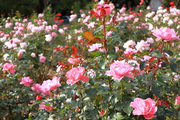 日本　与野公園のバラ