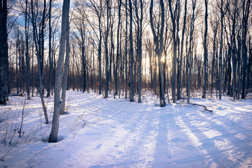Winter hike through birch trees