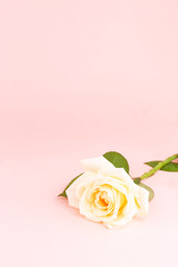 A rose on the pink background