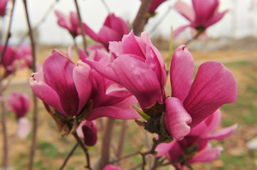 Magnolia flower blooming