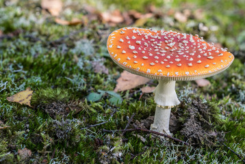 Red toadstool in the woods