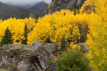 Peak color aspen trees colorado autumn fall colors beautiful scene