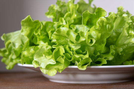 Green and fresh lettuce salad on plate.