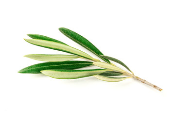 A photo of a vibrant green olive tree branch on a white background