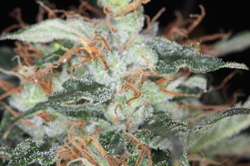 marijuana flower blooming medical cannabis plant