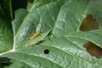 葉っぱの上のバッタ