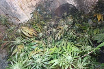 marijuana flower blooming medical cannabis plant