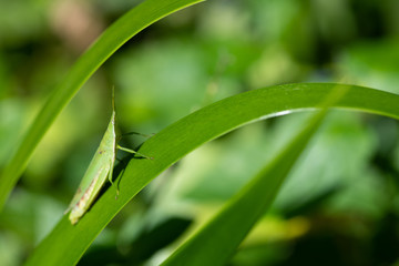 葉っぱの上のバッタ