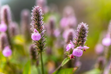 Purple grass flowers
