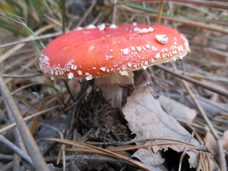 Amanita forest leaves mushroom nature red
