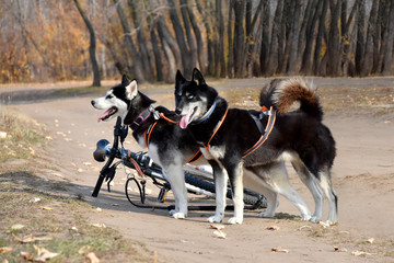Bicycle and dogs - all you need for an athlete in competition dog tracking