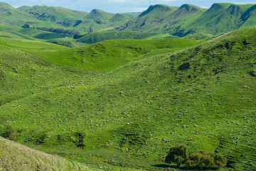 Fototapeta na wymiar The evergreen scenery view and sheep farming on Heretaunga plains in Hawke's bay region of New Zealand.