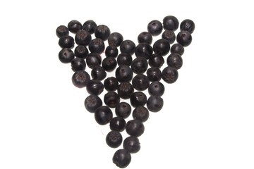 rowan isolated on white background