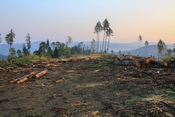 Deforestation in Carpathian Mountains. ecological problems of deforestation in the Carpathians