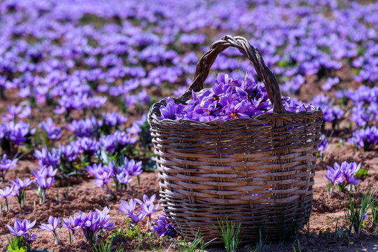 Collection of saffron, with a wicker basket