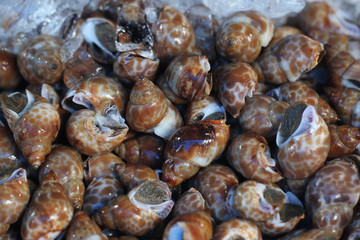 group of captured living Freshwater clams, shell animal in ocean fresh market seafood restaurant, delicious gourmet