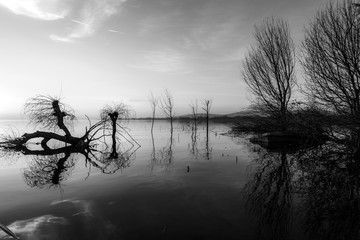 Beautiful sunset at Trasimeno lake (Umbria), with perfectly still water and skeletal trees