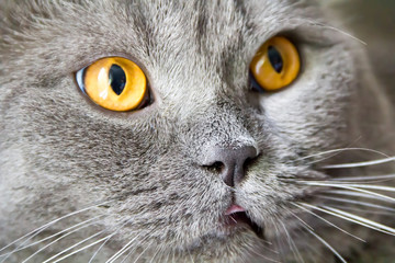 Cat portrait with yellow eyes