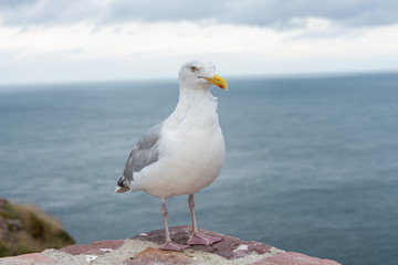 Naklejka premium Möwe am Meer