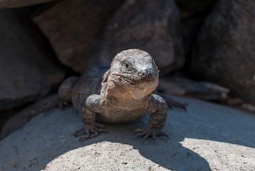 Close-up of Gran Canaria giant lizard, Gallotia stehlini. It is endemic to Gran Canaria, in the Canary Islands, Spain. Photo taken in Maspalomas