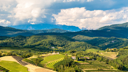 The beautiful vineyard of Collio, Friuli Venezia-Giulia, Italy - obrazy, fototapety, plakaty
