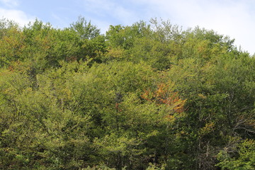 Much trees with green leaves