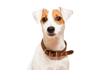 Cute young dog breed Jack Russell Terrier, isolated on white background