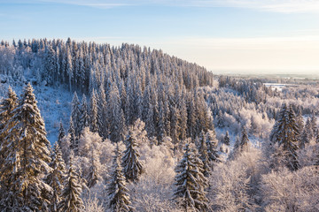 View of the forest landscape in winter