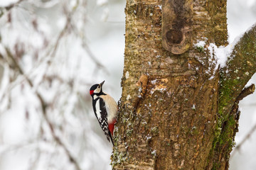 Great Spotted Woodpecker on the tree trunk in winter forest