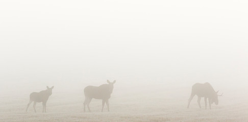 Moose cow with calf and a bull moose in the morning fog
