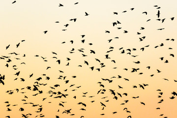 Silhouettes of a large bird flock at twilight