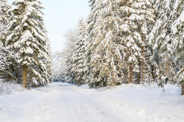 Spruce forest with a dirt road with snow in the winter