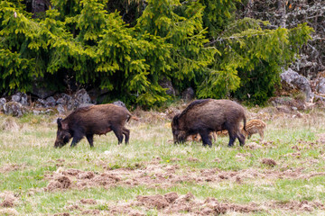 Wild boars on a meadow at spring
